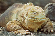 Picture 'Eq1_06_35 Galapagos Land Iguana, Iguana, Galapagos, Isabella, Urbina Bay'